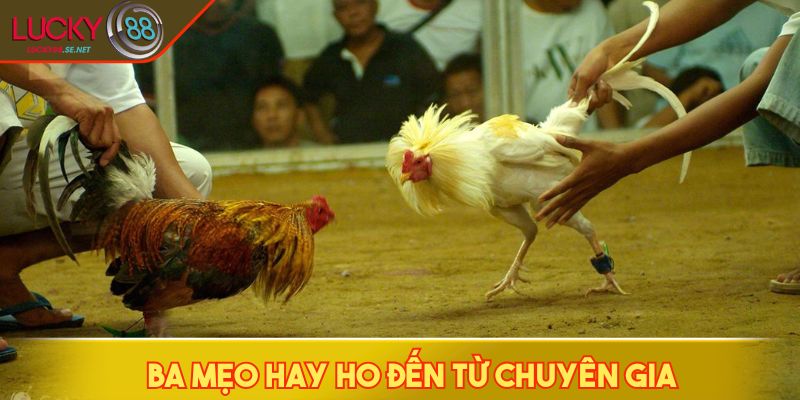 Ba mẹo hay ho đến từ chuyên gia