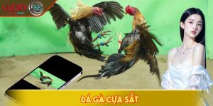 Đá gà cựa sắt
