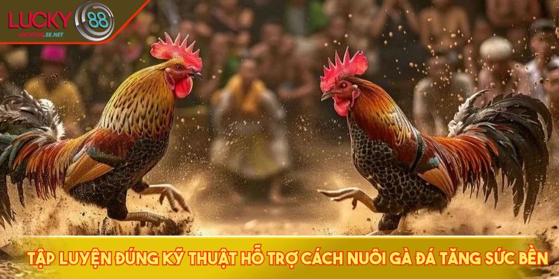 Cách Nuôi Gà Đá - Bí Quyết Giúp Chiến Kê Sung Mãn Lâu Dài 3 Tập luyện đúng kỹ thuật hỗ trợ cách nuôi gà đá tăng sức bền